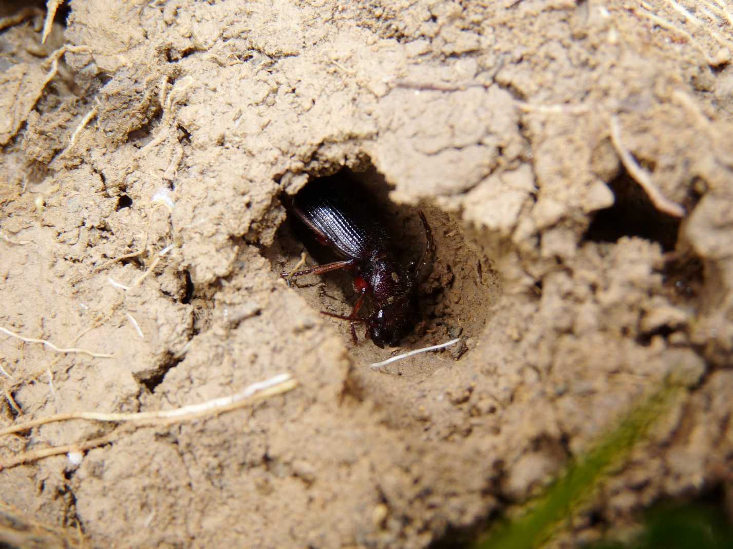 Carterus da determinare: calydonius!